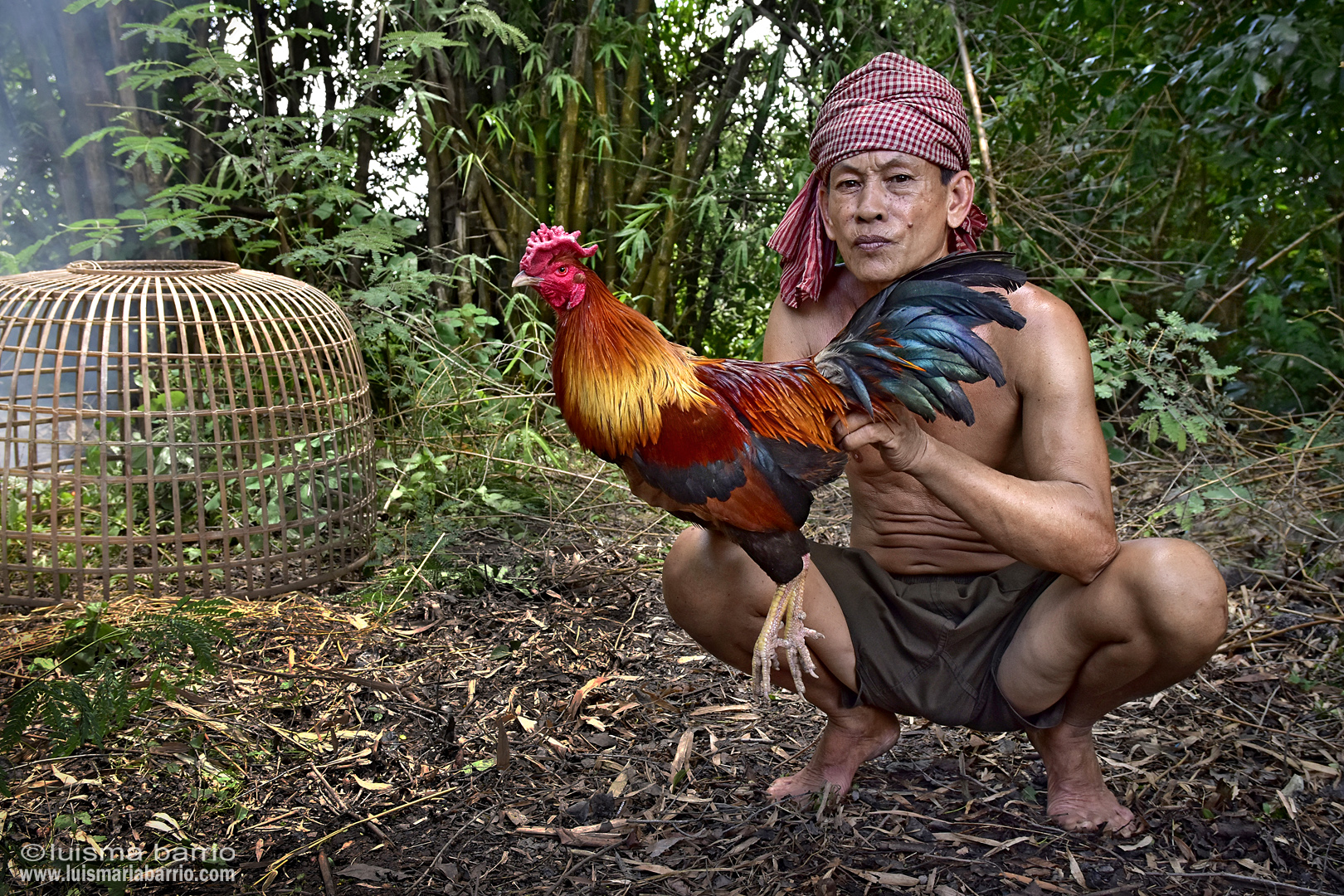 rooster breeder cambodia 